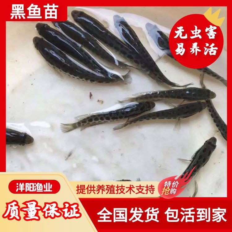 附近5公里批發(fā)魚苗