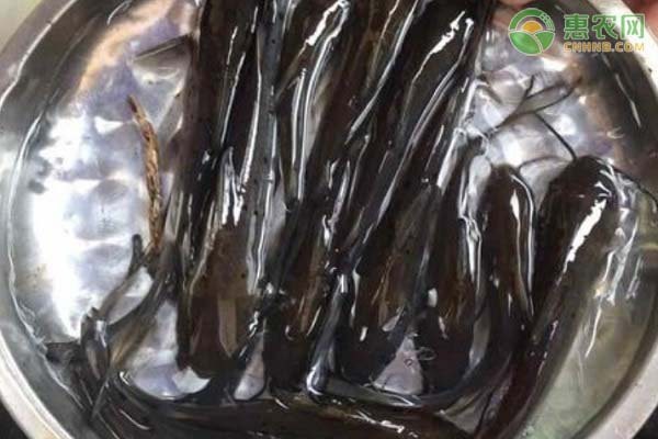 附近5公里批發(fā)魚苗