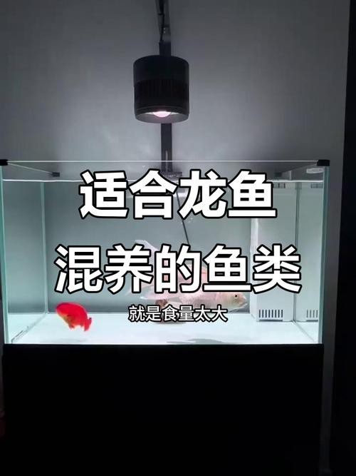 海象魚可以和龍魚混養(yǎng)嗎圖片