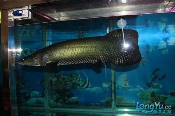 海象魚可以和龍魚混養(yǎng)嗎圖片