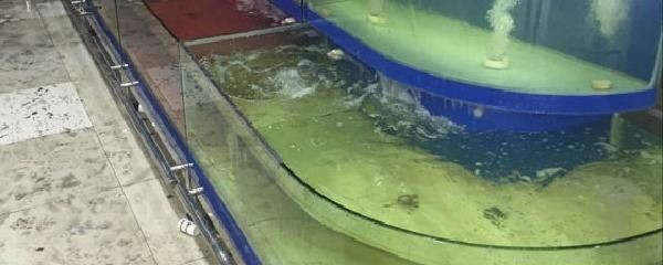 海鮮魚缸水渾濁怎么變清（海鮮魚缸水渾濁怎么變清海鮮魚缸水渾濁可以通過以下幾種方法解決）