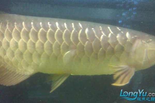 龍魚身上有白色脫皮是病嗎 龍魚身上有白色脫皮是病嗎 龍魚論壇 第4張