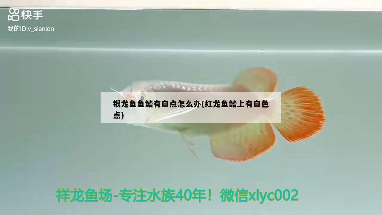 銀龍魚魚鰭有白點(diǎn)怎么辦(紅龍魚鰭上有白色點(diǎn)) 銀龍魚魚鰭有白點(diǎn)怎么辦(紅龍魚鰭上有白色點(diǎn)) 銀龍魚百科