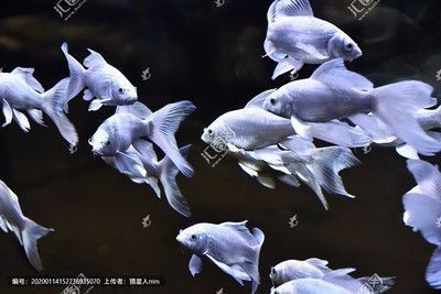 辦公室擺放魚缸好嗎（辦公室魚缸選魚指南）