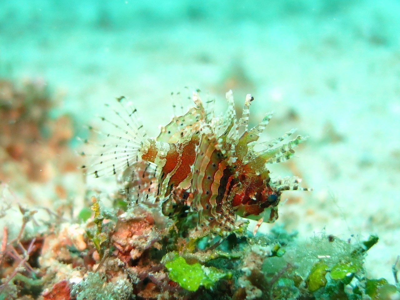 銀龍魚狀態(tài)可以,但一直趴缸底（銀龍魚躺在缸底好幾天了是什么病）
