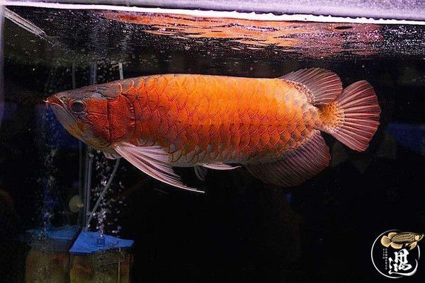 龍魚魚屎：龍魚的糞便怎么清理 龍魚魚屎：龍魚的糞便怎么清理 龍魚百科 第2張