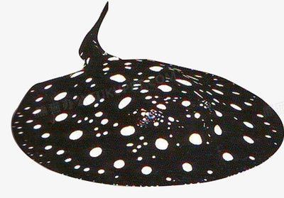 魟魚和龍魚混養(yǎng)能繁殖嗎，龍魚和龍魚混養(yǎng)能繁殖嗎：魟魚和龍魚混養(yǎng)可以繁殖嗎 魟魚和龍魚混養(yǎng)能繁殖嗎，龍魚和龍魚混養(yǎng)能繁殖嗎：魟魚和龍魚混養(yǎng)可以繁殖嗎 龍魚百科 第2張