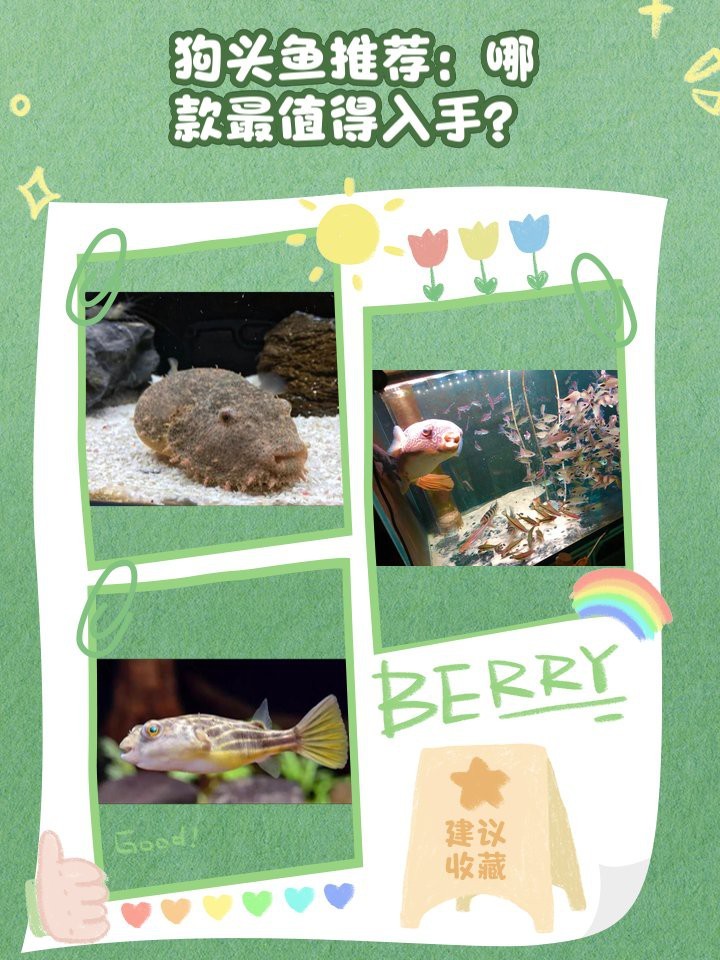 十大最貴狗頭魚排名