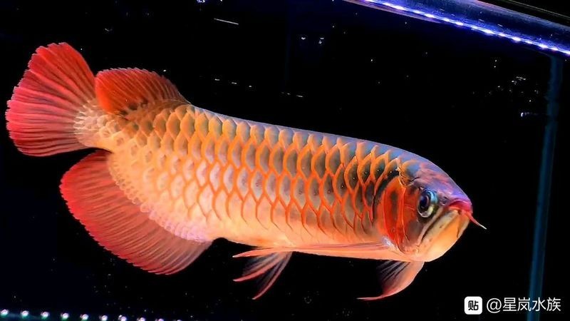 紅龍魚貼吧有哪些精華帖子？