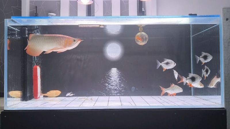 紅龍魚貼吧有哪些精華帖子？