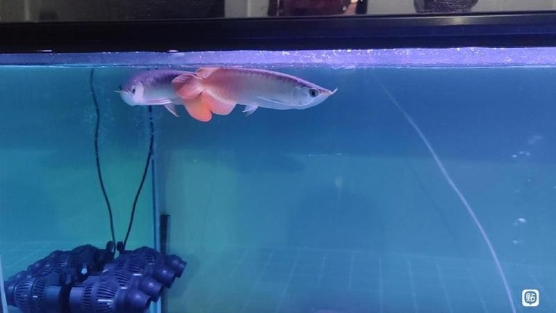紅龍魚貼吧有哪些精華帖子？
