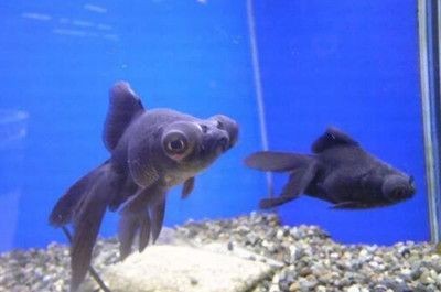 黑魚魚缸養殖的關鍵要點，：黑魚養殖全攻略