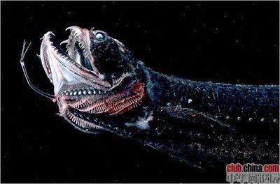 龍魚過背和高背哪個好養：龍魚過背和高背哪個更好養