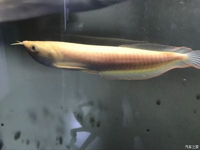 新鄭市新華路辦事處佳寶水族館（新鄭市新華路辦事處佳寶水族館電話）