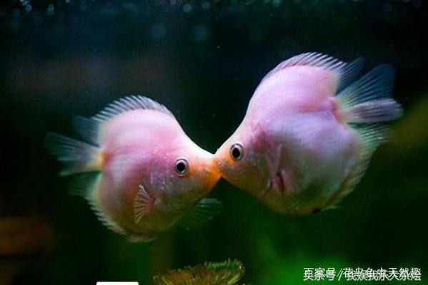 魚缸買哪種比較好：魚缸照明設備選購指南,陶瓷魚缸品牌性價比排行
