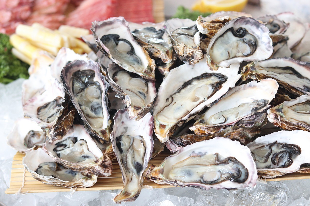 怎么給銀龍魚喂食物