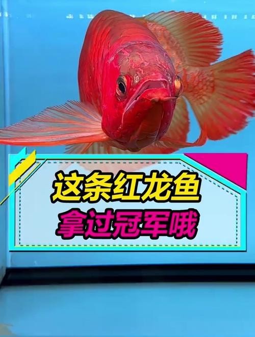 紅龍魚冠軍視頻大全圖片
