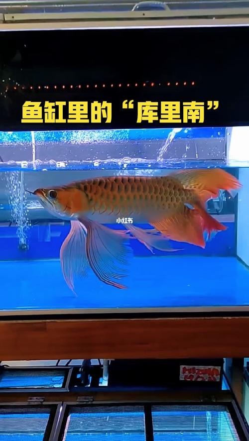 紅龍魚冠軍視頻大全圖片