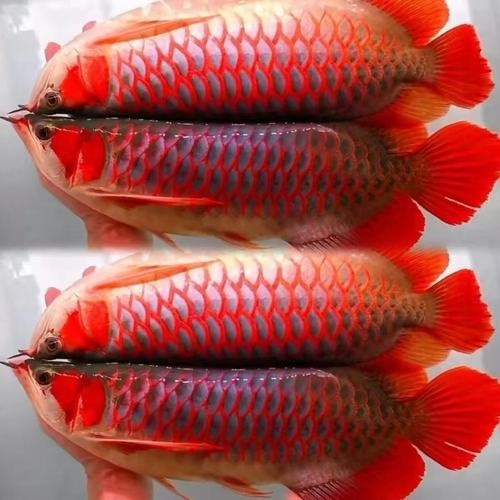 紅龍魚冠軍視頻大全圖片