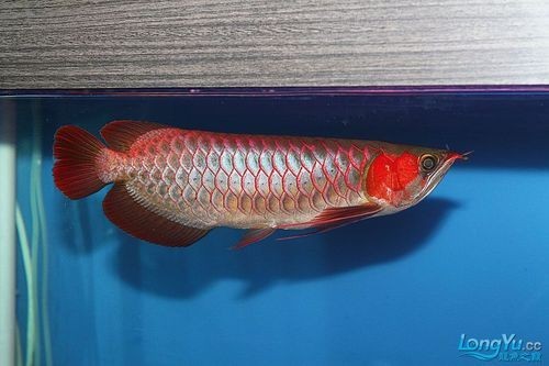 紅龍魚冠軍視頻大全圖片
