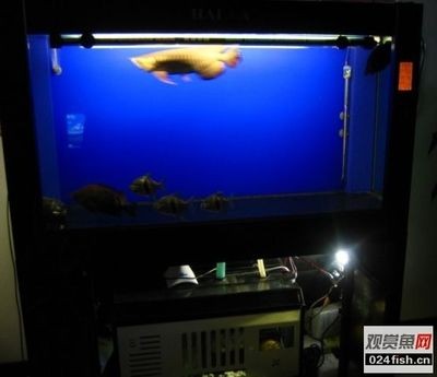 海霸魚缸官網售后服務中心：海霸魚缸官方售后服務中心
