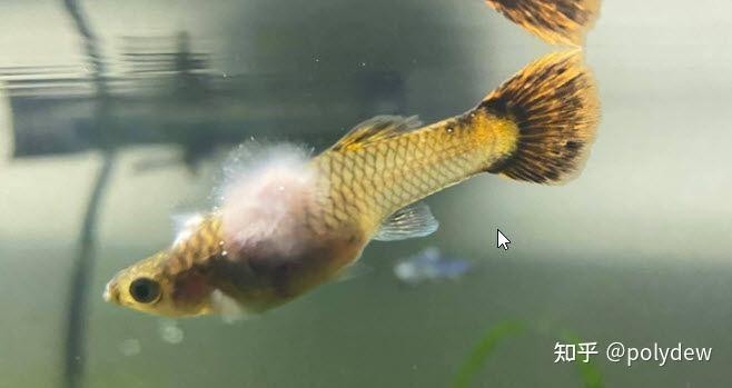 龍魚身上白色絮狀物會傳染嗎？