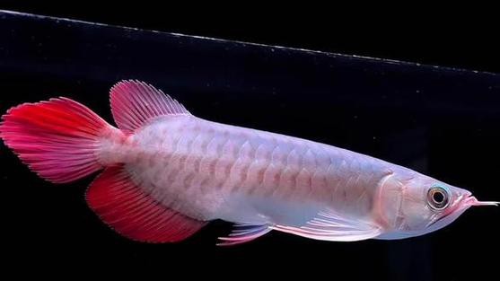 紅龍魚短身和長身的區(qū)別圖片