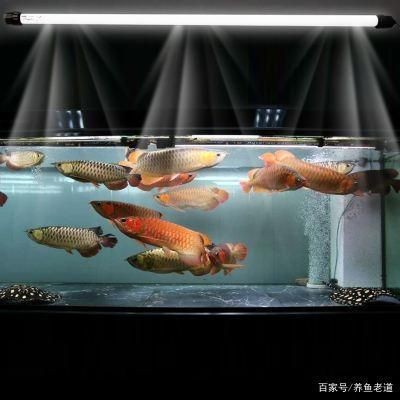 高端魚缸推薦品牌（森森魚缸用戶評價如何）
