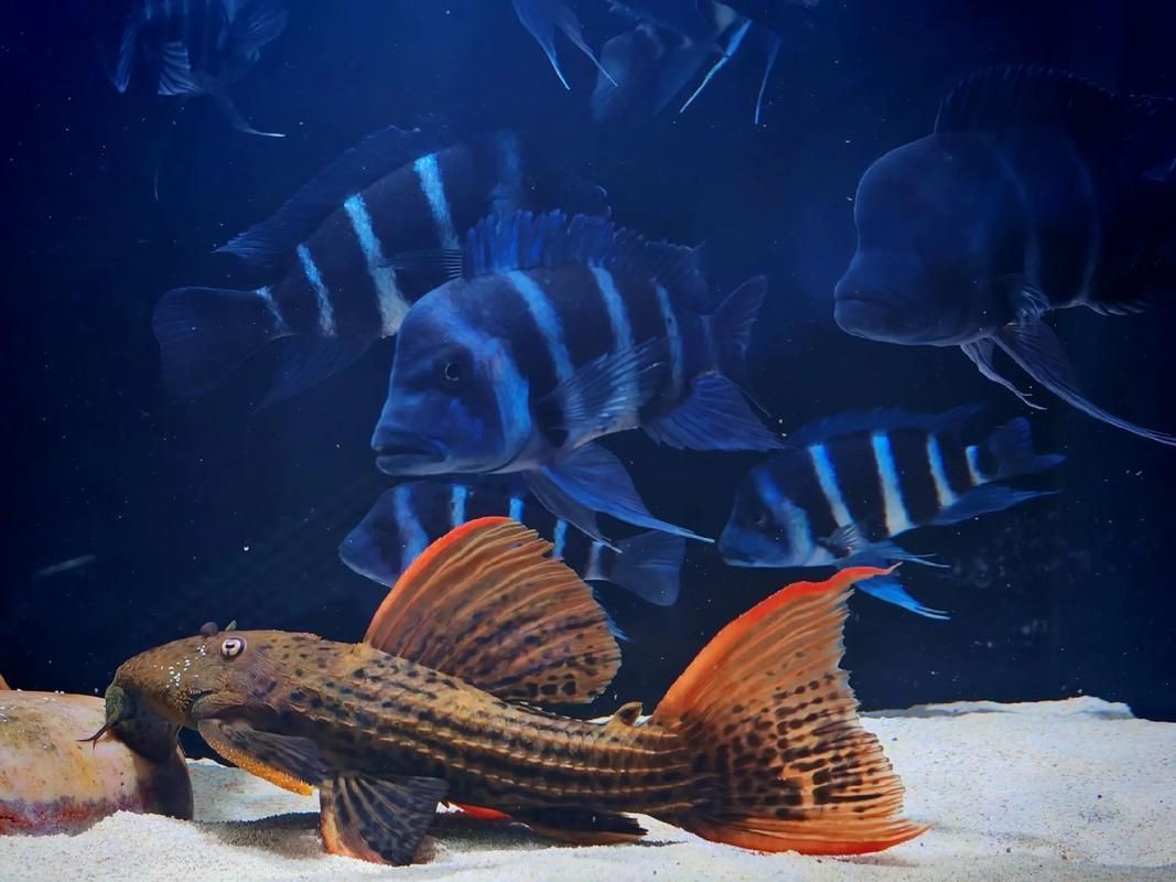 紅六間魚成年魚圖片