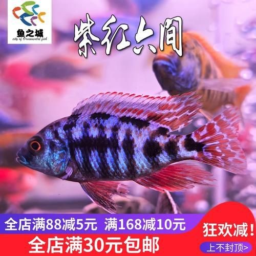 紅六間魚成年魚圖片