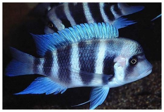 紅六間魚成年魚圖片