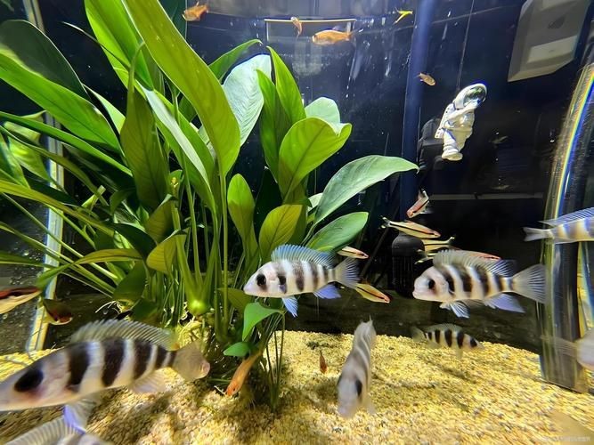 紅六間魚成年魚圖片