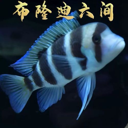 紅六間魚成年魚圖片