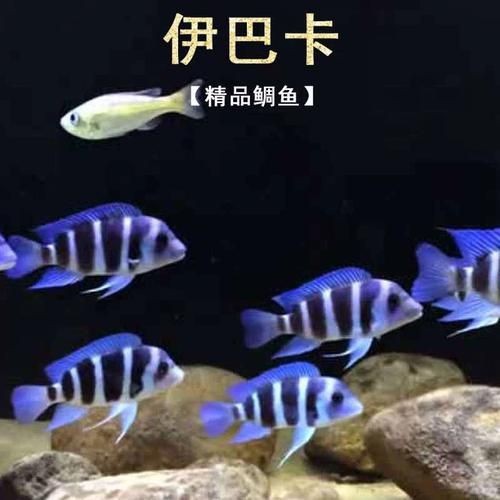 紅六間魚成年魚圖片