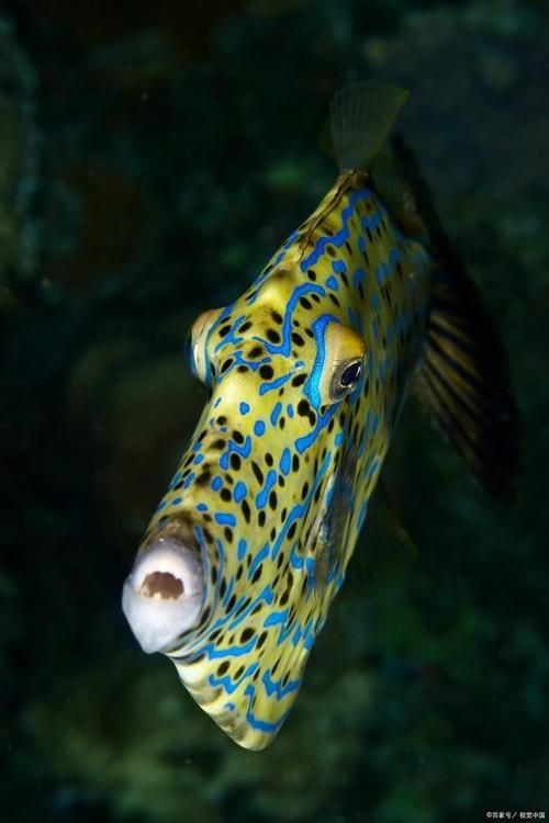紅六間魚成年魚圖片