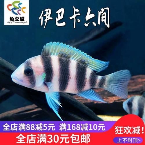 紅六間魚成年魚圖片