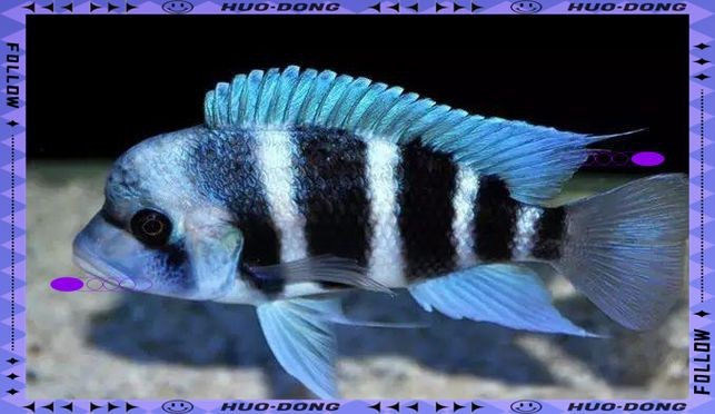 紅六間魚成年魚圖片