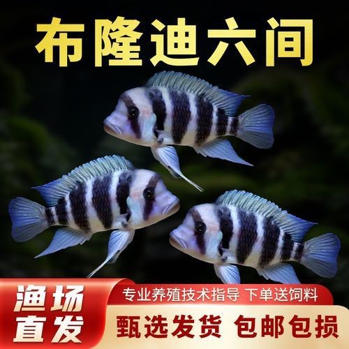 紅六間魚成年魚圖片