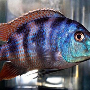 紅六間魚成年魚圖片