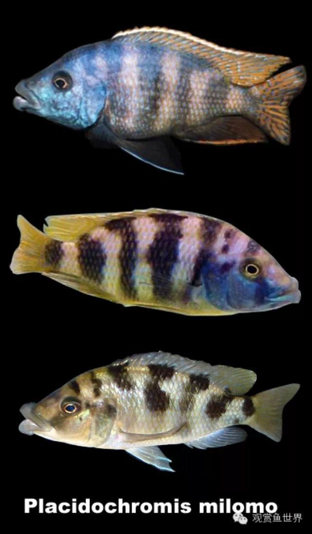 紅六間魚成年魚圖片