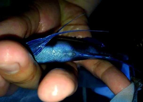 紅六間魚成年魚圖片