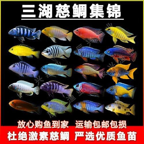紅六間魚成年魚圖片
