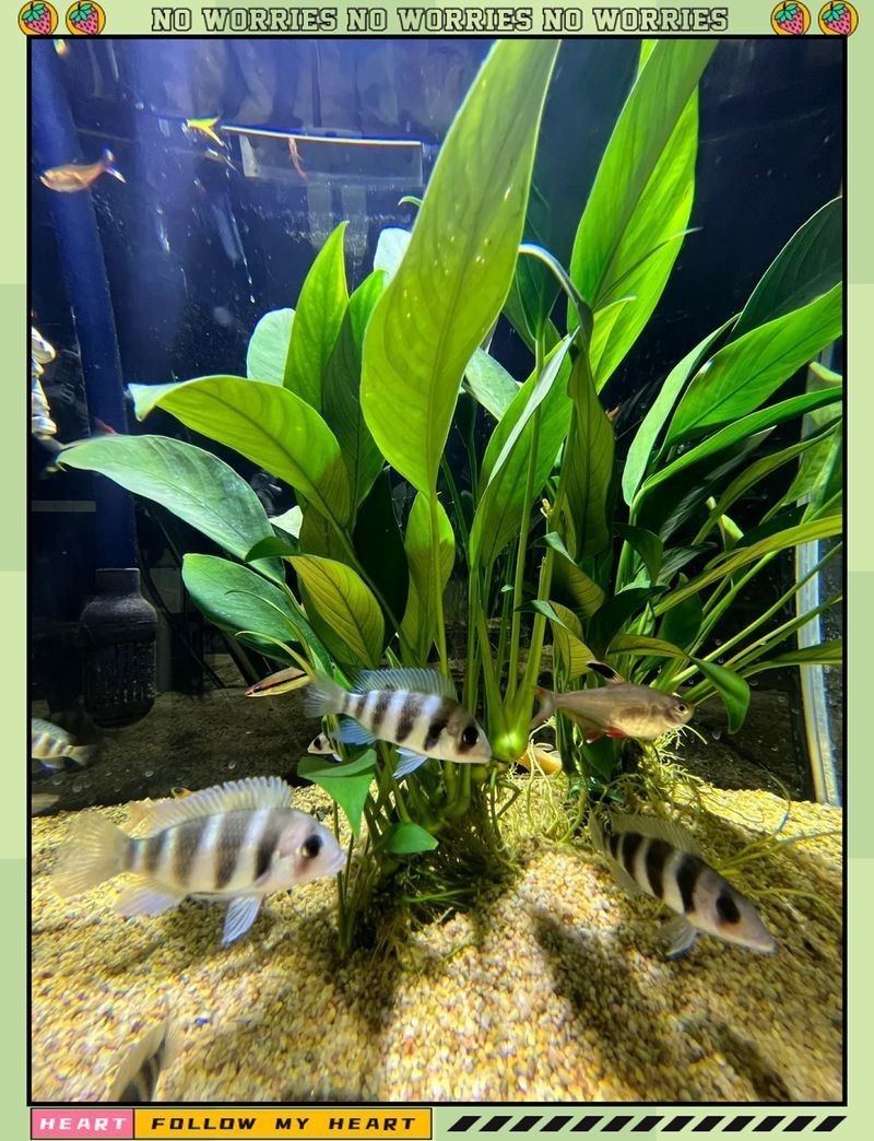 紅六間魚成年魚圖片