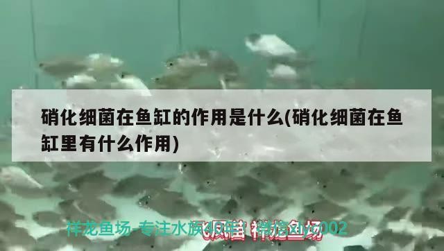 濰坊市坊子區魚翔淺底水族館 濰坊市坊子區魚翔淺底水族館 全國水族館企業名錄 第2張