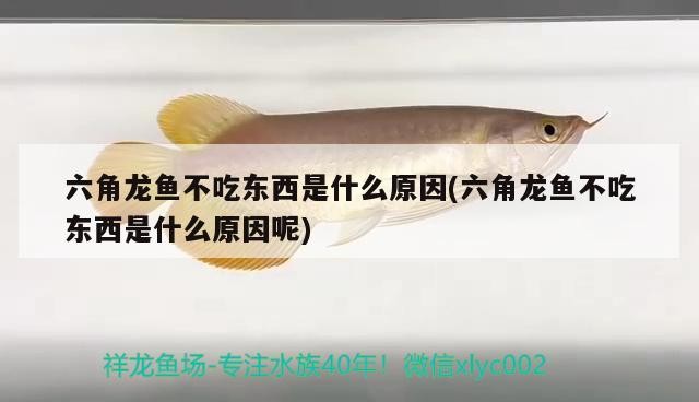 濰坊市坊子區魚翔淺底水族館 濰坊市坊子區魚翔淺底水族館 全國水族館企業名錄 第3張