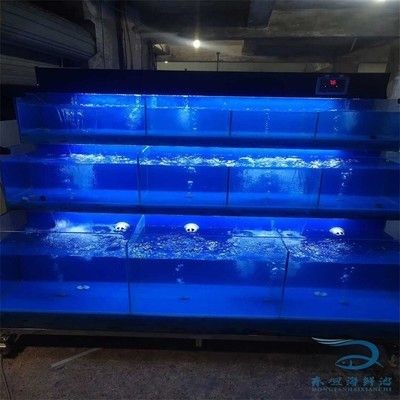 海鮮魚缸的維護秘籍：海水魚缸的維護秘籍