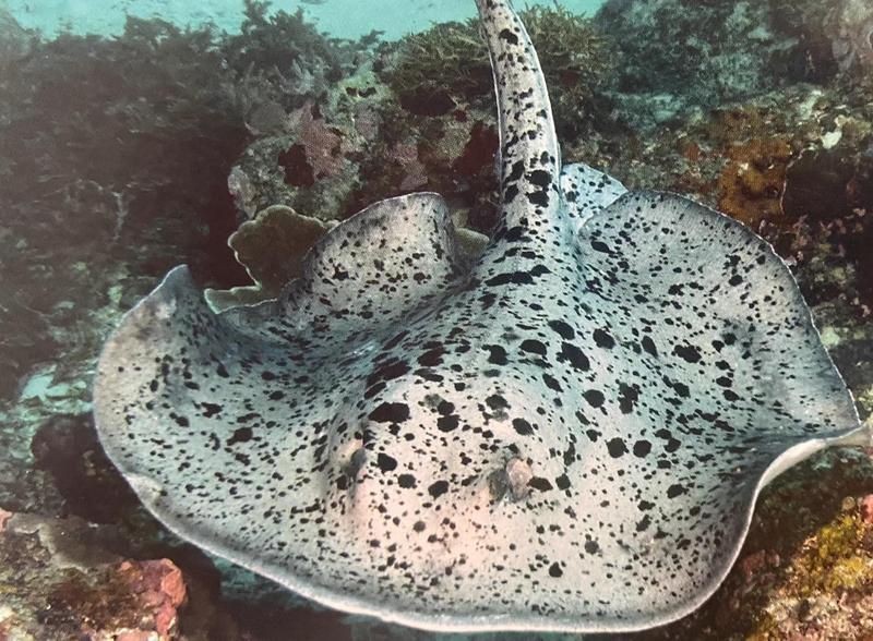 魟魚有多厲害