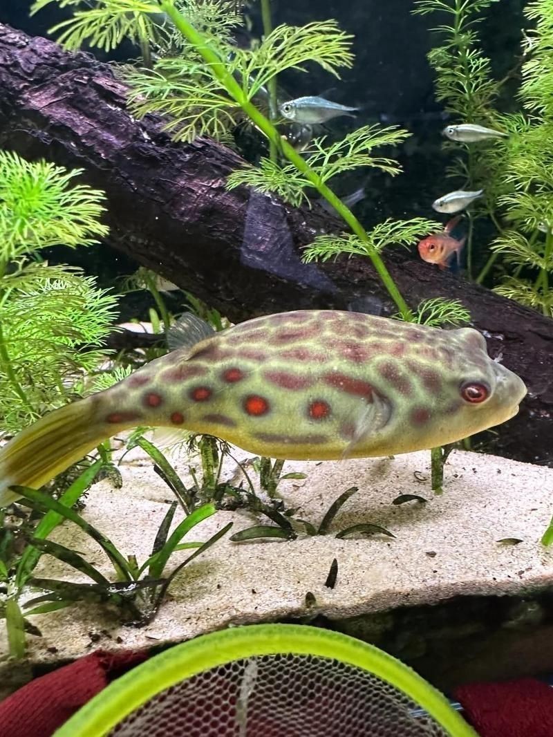 紅圓點(diǎn)狗頭魚好養(yǎng)嗎