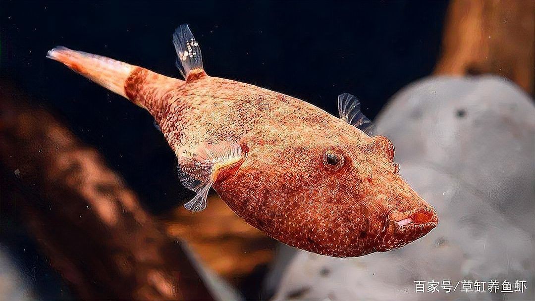 紅圓點(diǎn)狗頭魚好養(yǎng)嗎