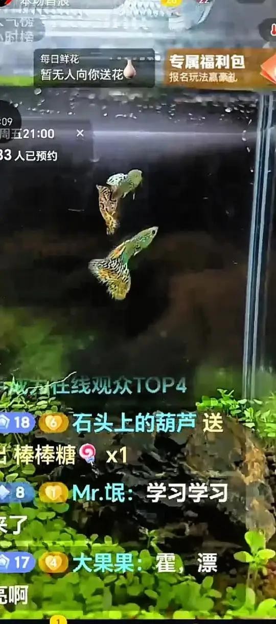 孔雀魚比賽視頻欣賞 孔雀魚比賽視頻欣賞 2025長城杯龍魚大賽 第6張